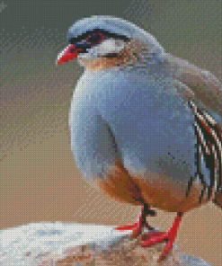 Chukar Diamond Painting