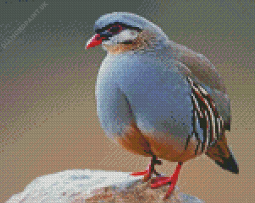 Chukar Diamond Painting