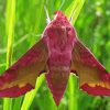 Elephant Hawk Moth Insect Diamond Painting