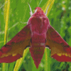 Elephant Hawk Moth Insect Diamond Painting