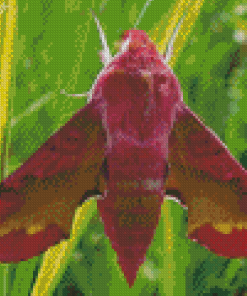 Elephant Hawk Moth Insect Diamond Painting