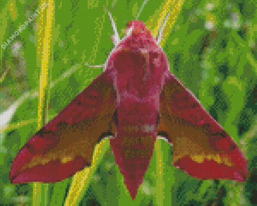 Elephant Hawk Moth Insect Diamond Painting