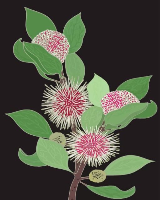 Hakea Diamond Painting