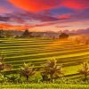 Rice Terraces At Sunset Diamond Painting