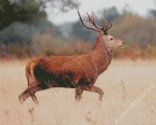 Barbary Stag Diamond Painting