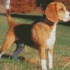 Beagle Hound Dog Diamond Painting