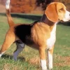 Beagle Hound Dog Diamond Painting