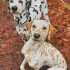 Black And Blonde Dalmatians Diamond Painting