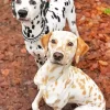 Black And Blonde Dalmatians Diamond Painting