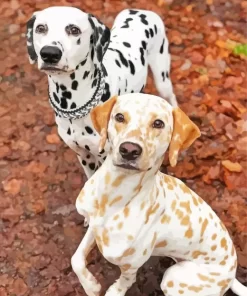 Black And Blonde Dalmatians Diamond Painting