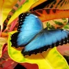 Blue And Black Butterfly Diamond Painting