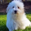 Coton Tulear Diamond Painting