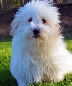 Coton Tulear Diamond Painting