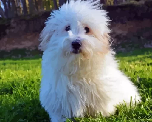 Coton Tulear Diamond Painting