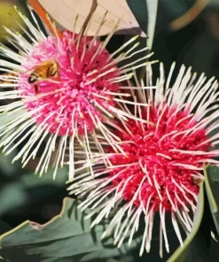 Hakea Plant Diamond Painting