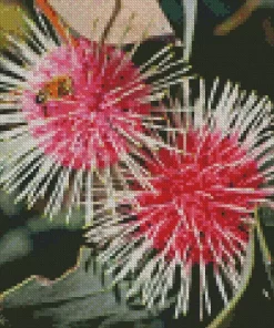 Hakea Plant Diamond Painting