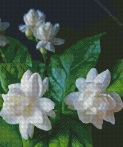 Jasminum Sambac Flowers Diamond Painting