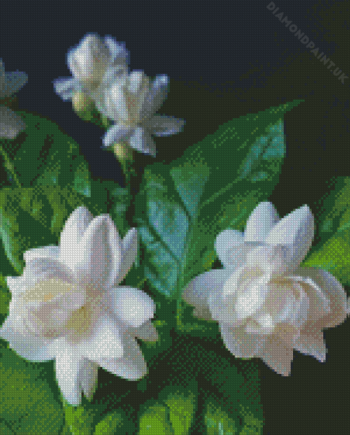 Jasminum Sambac Flowers Diamond Painting