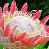 King Protea Diamond Painting