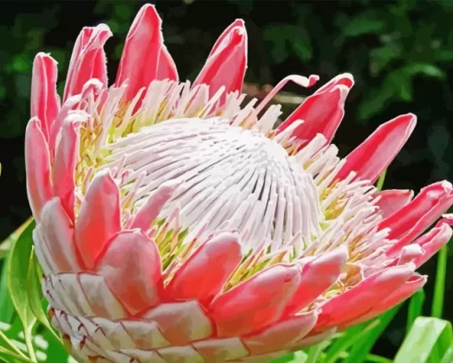 King Protea Diamond Painting