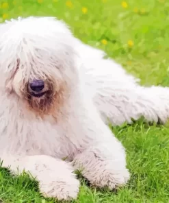 Komondor Diamond Painting