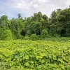 Kudzu Diamond Painting