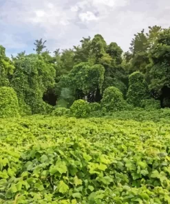 Kudzu Diamond Painting