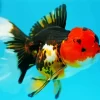 Oranda Goldfish Diamond Painting