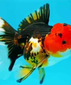 Oranda Goldfish Diamond Painting