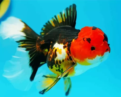 Oranda Goldfish Diamond Painting