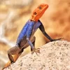 Orange Agama Diamond Painting