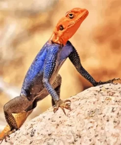 Orange Agama Diamond Painting