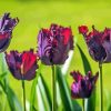 Parrot Tulips Flowers Diamond Painting