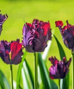 Parrot Tulips Flowers Diamond Painting