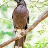 Pied Currawong Diamond Painting