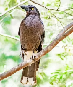 Pied Currawong Diamond Painting