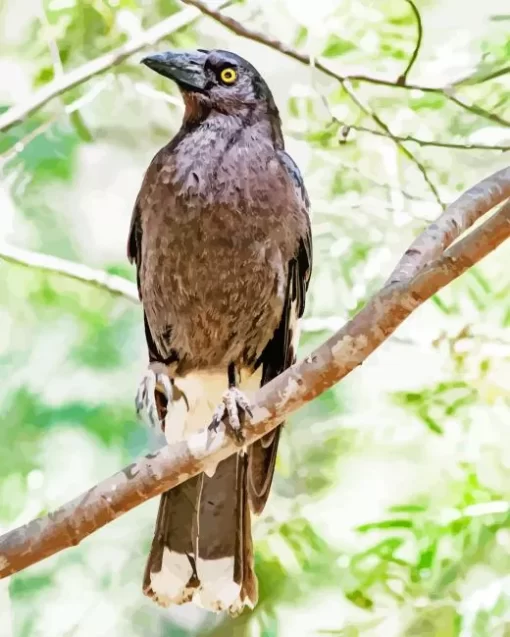 Pied Currawong Diamond Painting