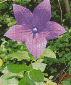 Platycodon Grandiflorus Diamond Painting