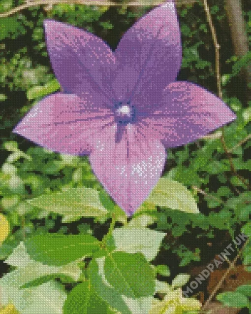 Platycodon Grandiflorus Diamond Painting