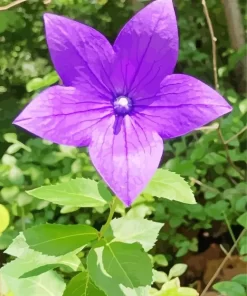 Platycodon Grandiflorus Diamond Painting