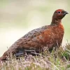 Red Grouse Diamond Painting