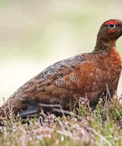 Red Grouse Diamond Painting