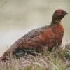 Red Grouse Diamond Painting