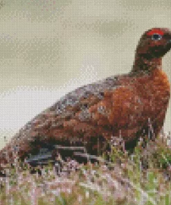 Red Grouse Diamond Painting