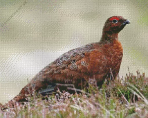 Red Grouse Diamond Painting