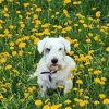 Sealyham Terrier In Flowers Field Diamond Painting