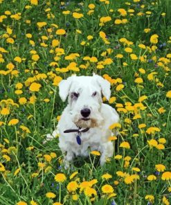 Sealyham Terrier In Flowers Field Diamond Painting