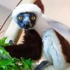 Sifaka Animal Diamond Painting