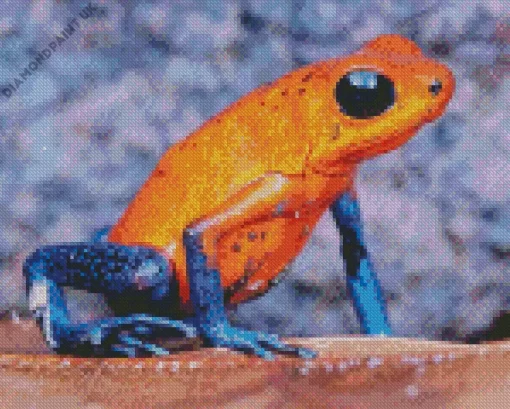 The Blue And Orange Frog Diamond Painting