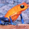 The Blue And Orange Frog Diamond Painting